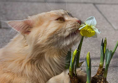Cats Daffodils Snout