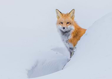 Animal Fox
