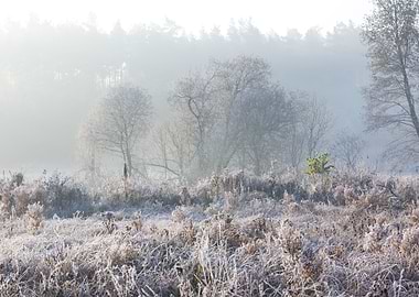 Frosty Frost Rural Season
