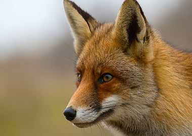 Animal Fox