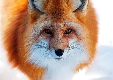 Animal Fox