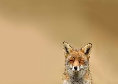 Animal Fox