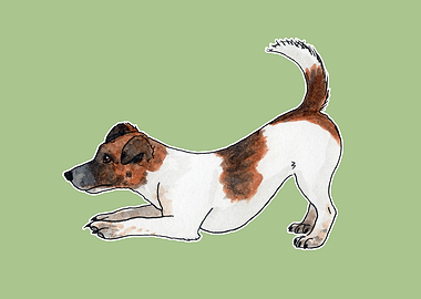 Jack Russell Terrier