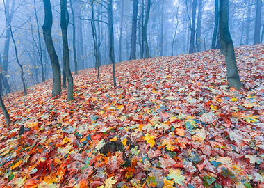 Autumn Landscape Poland Na