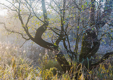 Winter Cold Ice Nature Bra