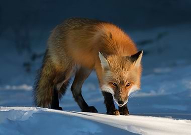 Animal Fox