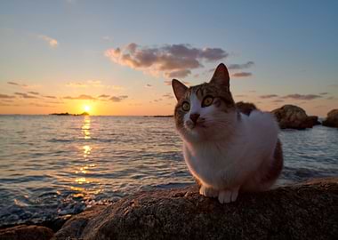 Cats Sunrises and sunsets