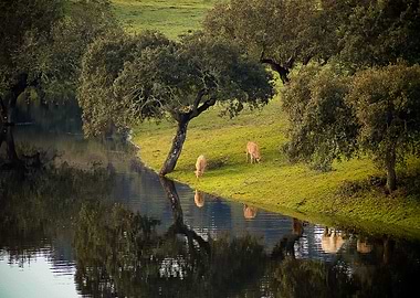 North of Portugal nature