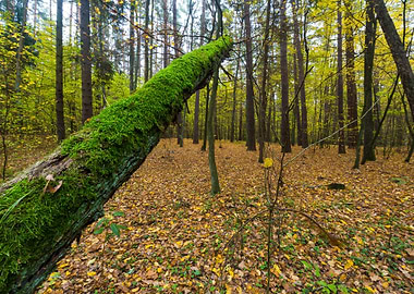Autumn Landscape Poland Na