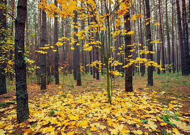 Autumn Background Border B