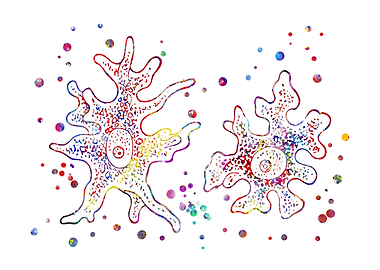 Amoeba