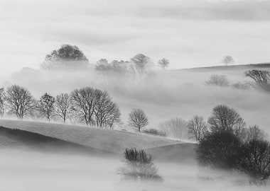 Trees in Mist