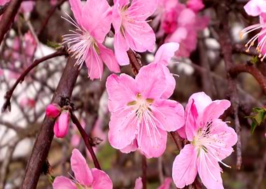 pink bloom tree