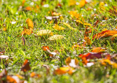 Outdoor Nature Maple Lawn