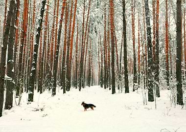 Animals Canine Chill Cold