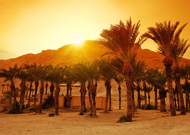 Agriculture Arid Backgroun