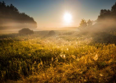 Outdoors Sunlight Sun Tree