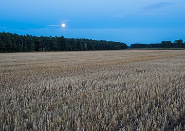 Agriculture Nature Harvest