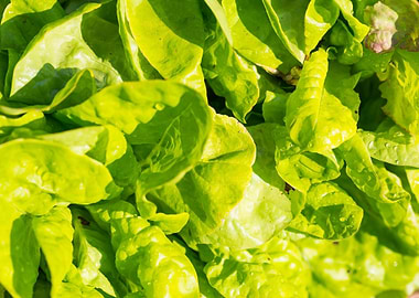 Lettuce Green Fresh Plant
