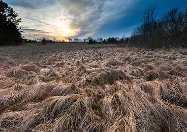 Nature Old Natural Meadow