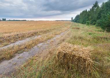 Agriculture Nature Harvest