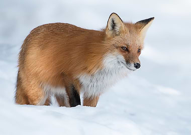 Animal Fox