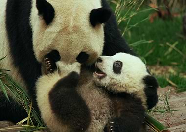 Panda mom and her baby