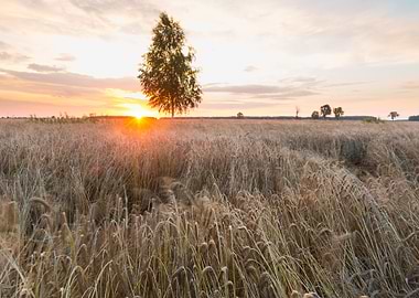Field Corn Farming Scenic