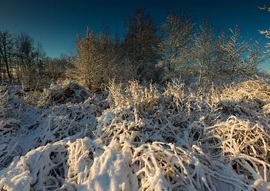 Park Outdoor Photo Plant N