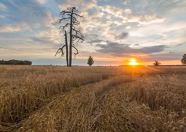 Cereal Plant Sunlight Sun