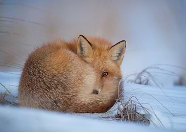 Animal Fox