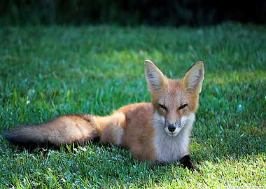Animal Fox