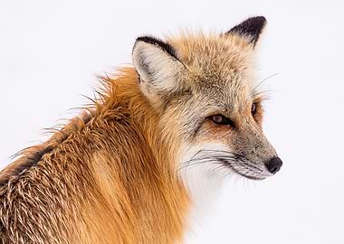 Animal Fox
