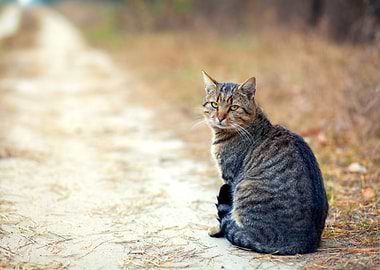 Animals Autumn Beautiful B