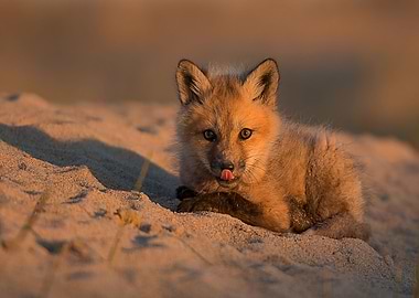 Animal Fox