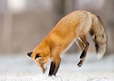 Animal Fox