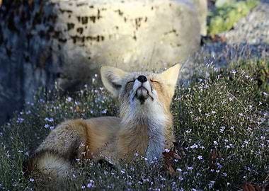 Animal Fox