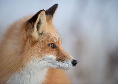 Animal Fox