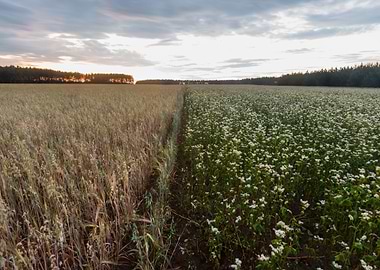 Wheat Growth Harvest Grain
