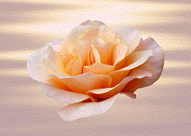 shades of pink on waves