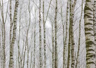 Russia Russian Scene Rural