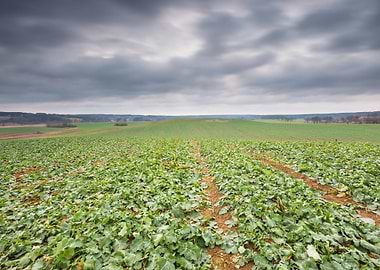 Poland Rural Seed Plant Ph