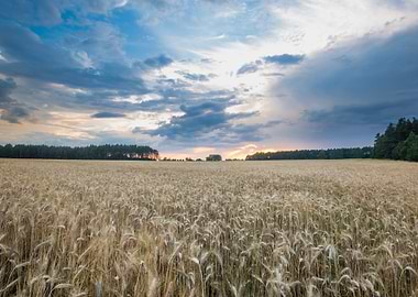 Cereal Plant Sunlight Sun