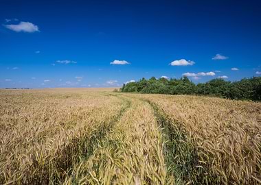 Cereal Plant Sunlight Sun