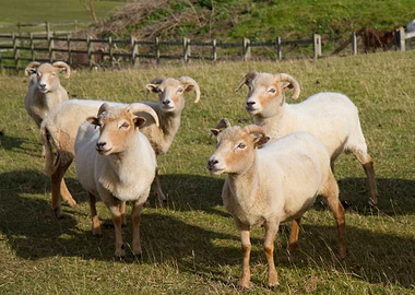 Animal England Isle Of Por