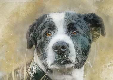 Dog Painting