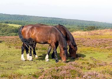 Animal England Landscape P