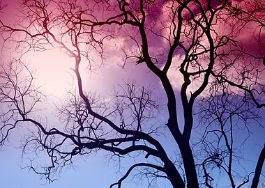 Pink Sky with dark tree