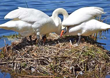 Nesting Swans