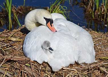 Swan and Cygnet